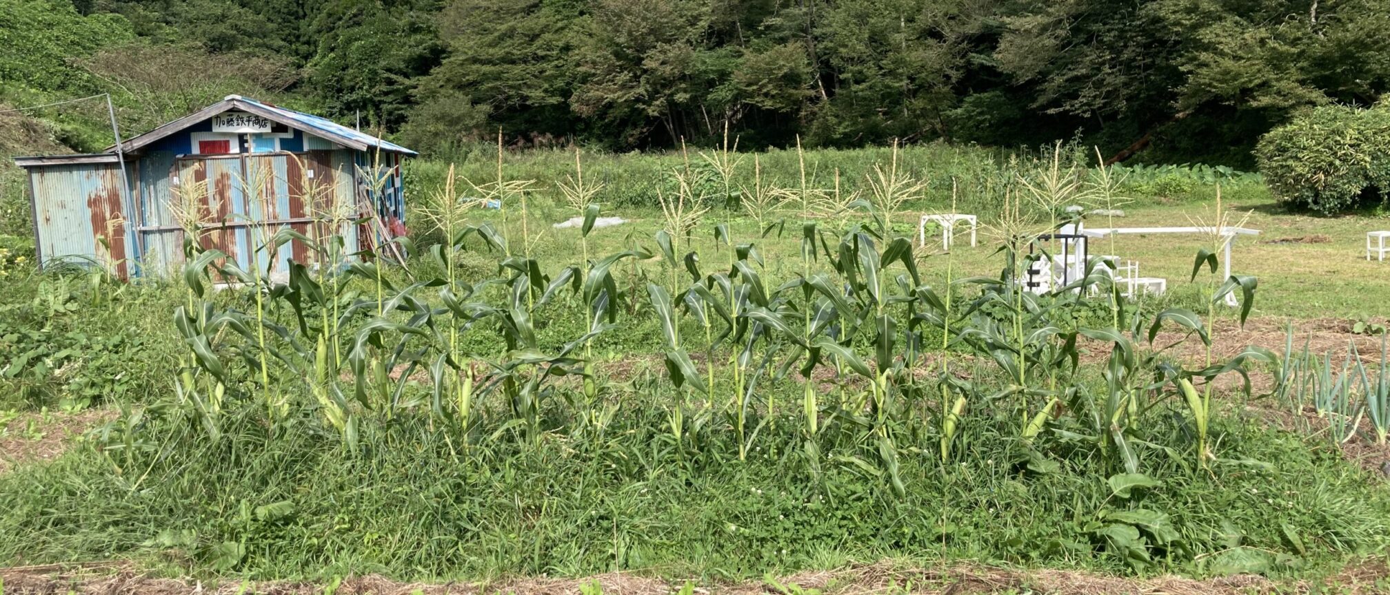 加藤鉄平の畑