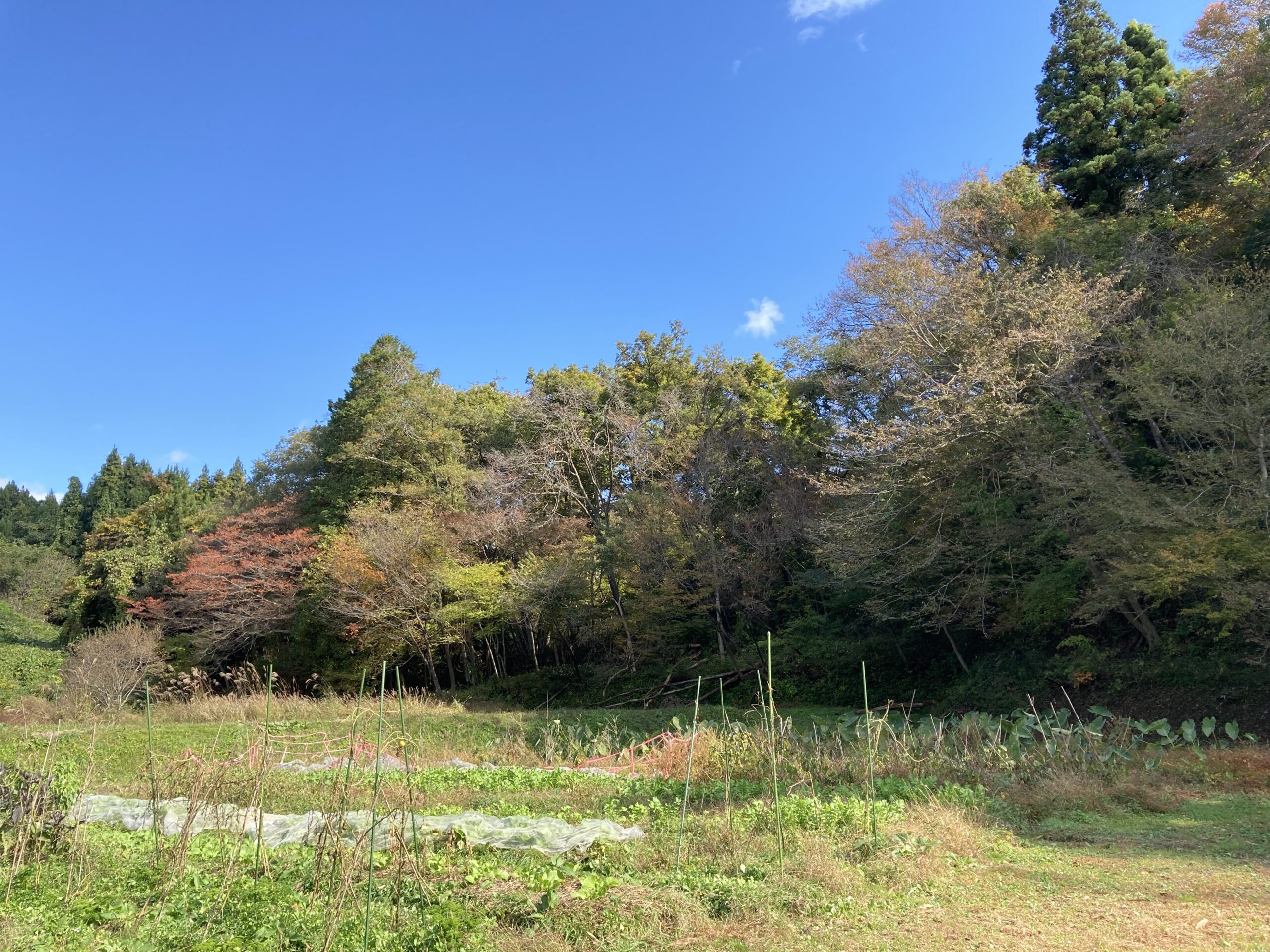 加藤鉄平の自然農畑