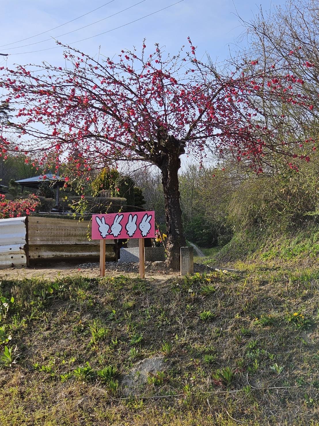 千厩うさぎちゃんプロジェクト