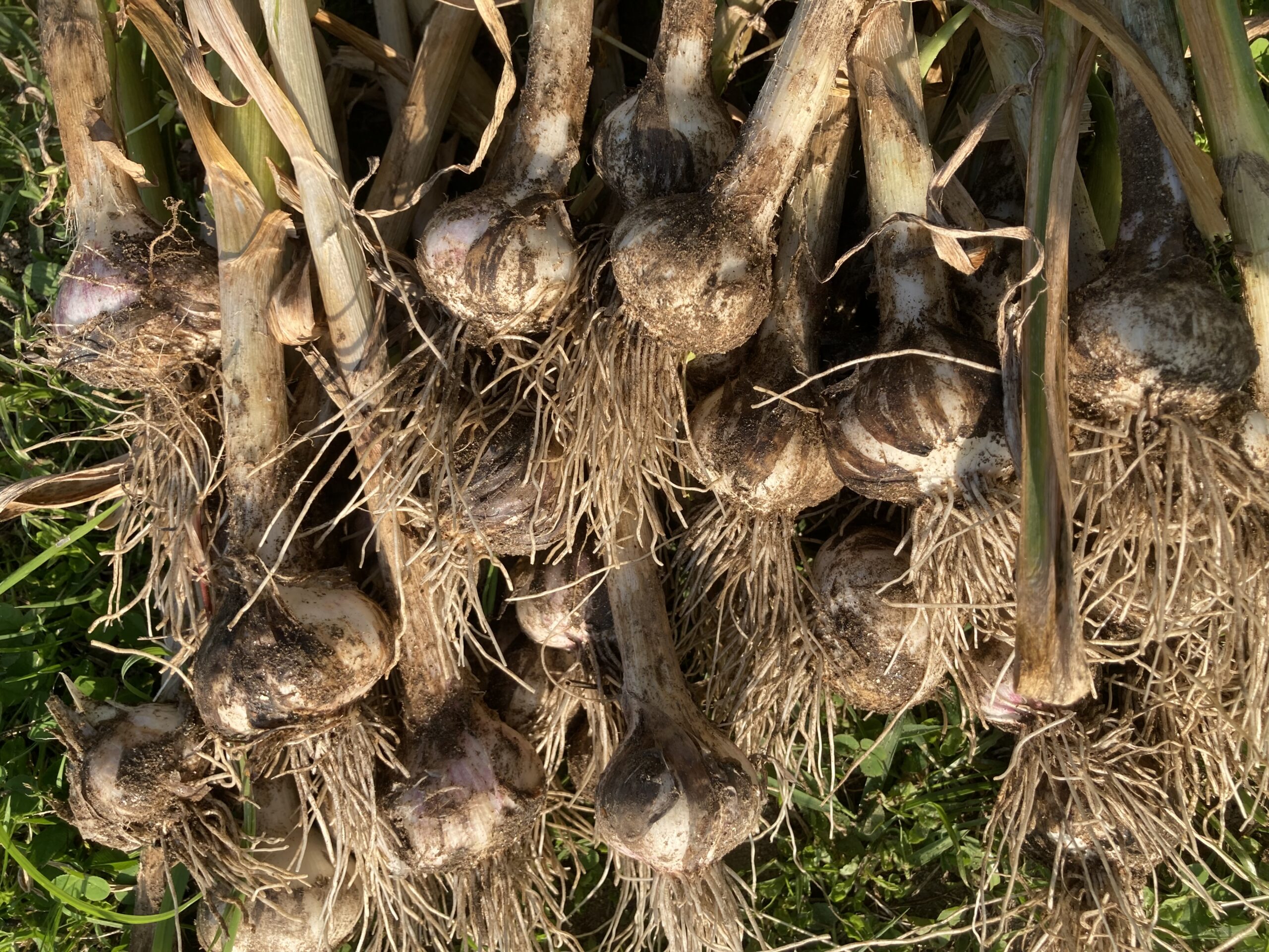 加藤鉄平の自然農畑